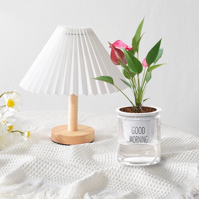 火鶴花 懶人盆栽 室內盆栽 - 盆栽/植栽 - 塑膠 綠色