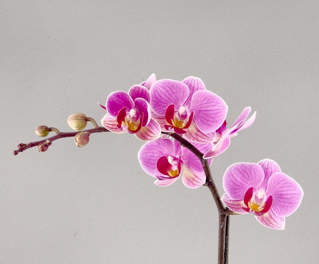 蘭の日ピンクの花ストライプ胡蝶蘭鉢植えギフトや個人使用のための家の