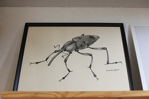 古華飛設計 寫實純手繪 | 象鼻蟲 甲蟲 | 自然類 | 含IKEA畫框