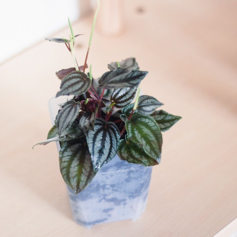 兔耳椒草 | 耐陰植栽 | 居家佈置 | 辦公室盆栽 - 盆栽/植栽 - 植物．花 綠色