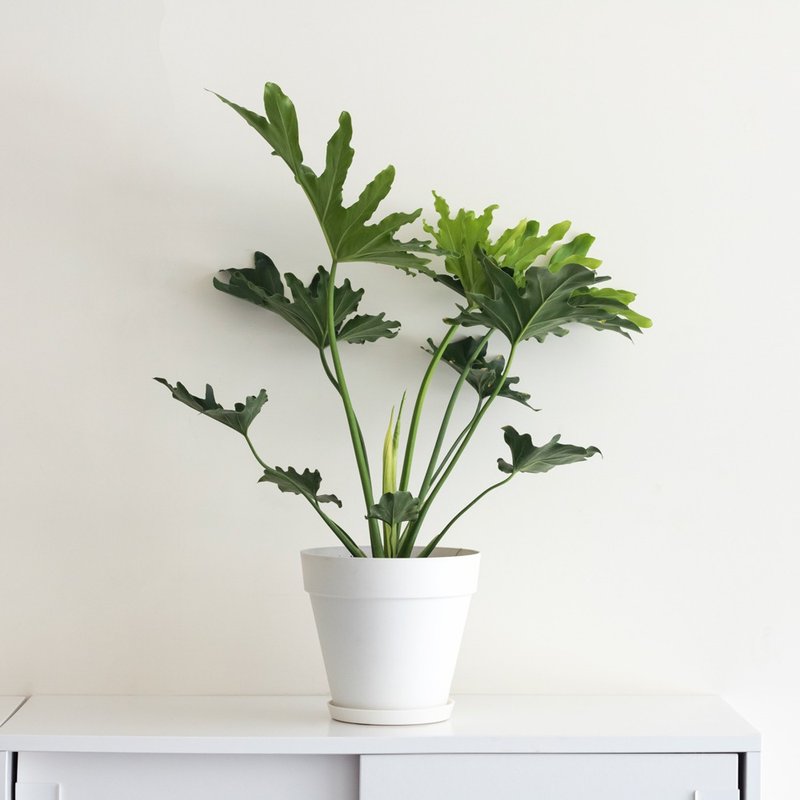 Philodendron Small Angel Large Indoor Planting_Dutch Design Minimalist Fog Basin - Plants - Plants & Flowers 