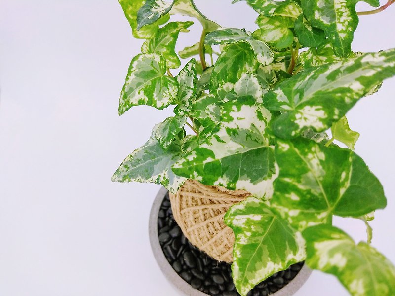 [Moss Ball - White Spotted Gold Ivy] - Plants - Plants & Flowers Green
