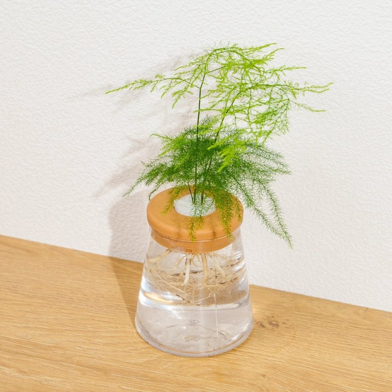 文竹 三角水耕盆栽 室內植物 觀葉植物 禮物 水培 - 盆栽/植栽 - 植物．花 透明