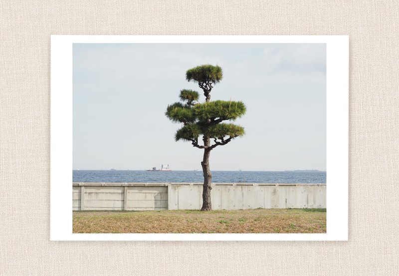 Postcard photograph #5 – Set of 3 - 卡片/明信片 - 紙 綠色