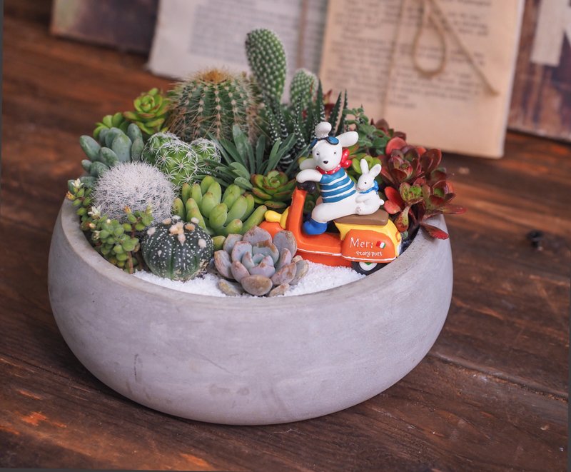 極簡風清水模系列  |  漫步沙漠花園多肉植物盆栽 - 盆栽/植栽 - 水泥 