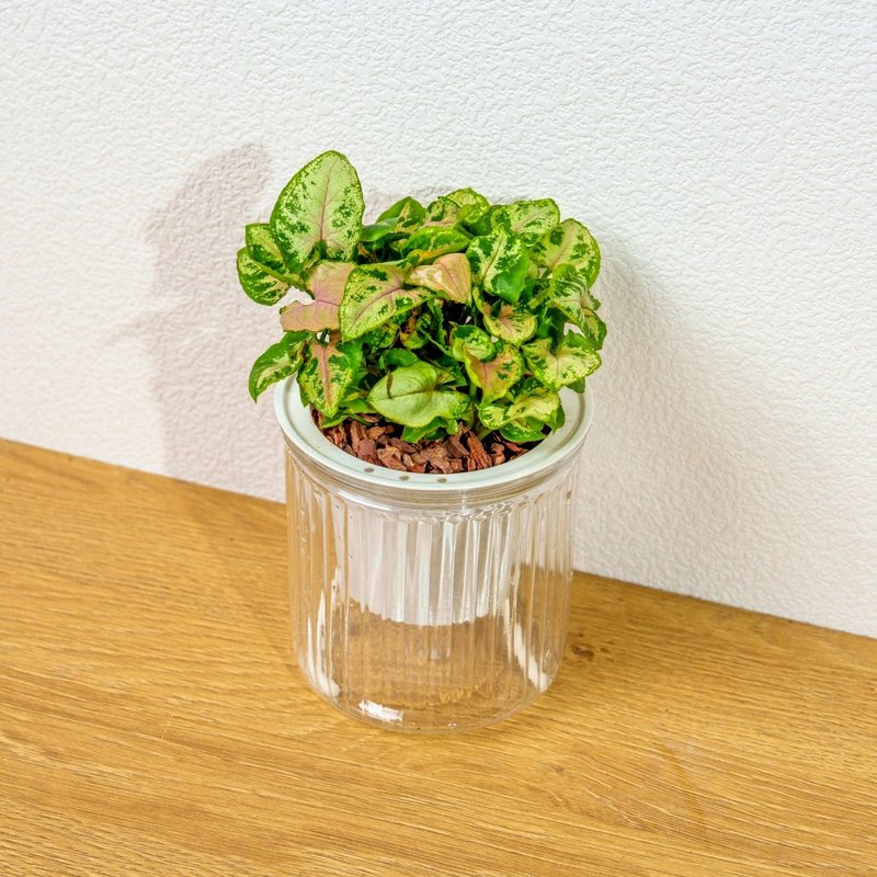 聖誕合果芋 免澆水盆栽 室內植物 觀葉植物 禮物 盆栽 辦公室小物 - 盆栽/植栽 - 陶 透明