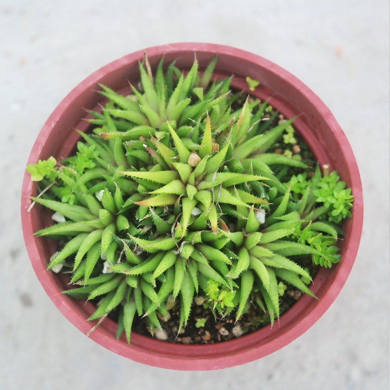 【荳荳多肉】【小人之座】喬遷│送禮│升遷│多肉植物 - 植栽/盆栽 - 植物．花 多色