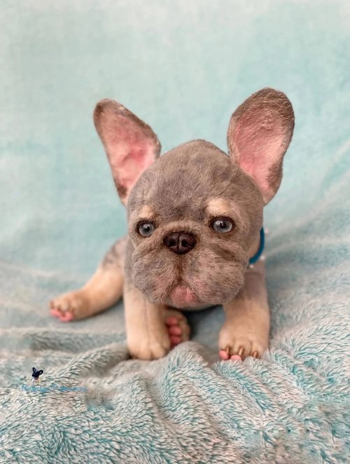 Hand Made Plush Blue Grey Frenchie FRENCH BULLDOG Realistic Plush Toy Dog  Can Be Gift Wrapped and Personalized With Engraved Tag 