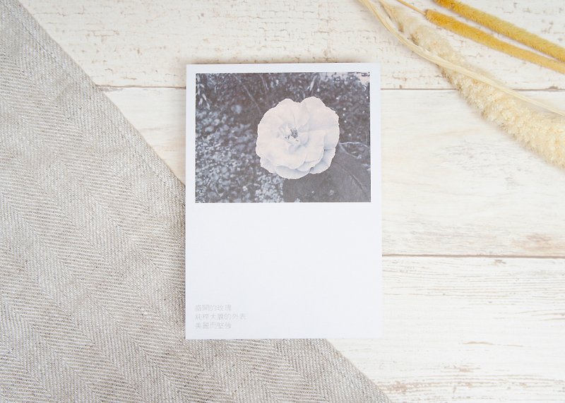 Postcard - Pure rose-Taiwan Imagery - Cards & Postcards - Paper White