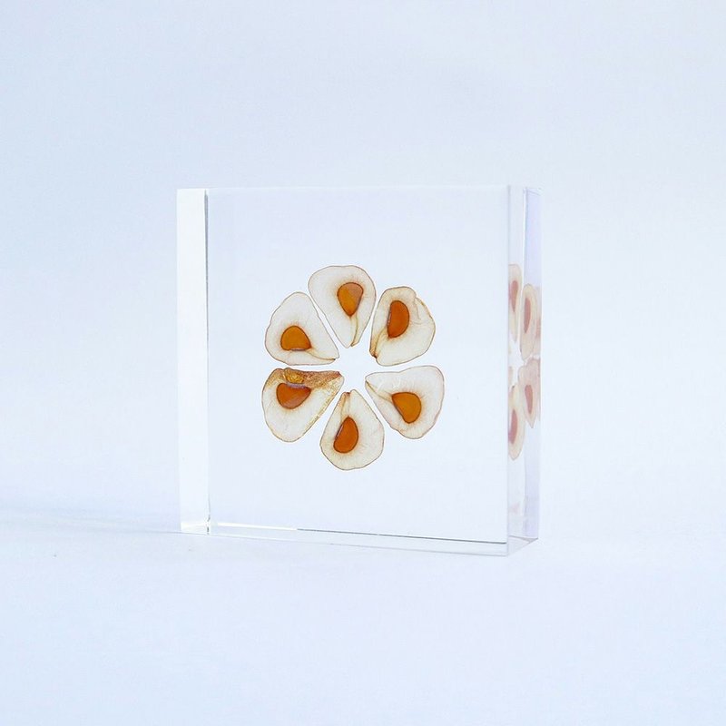 1.5cm thick cut specimen of large lily seeds - Items for Display - Plants & Flowers Transparent