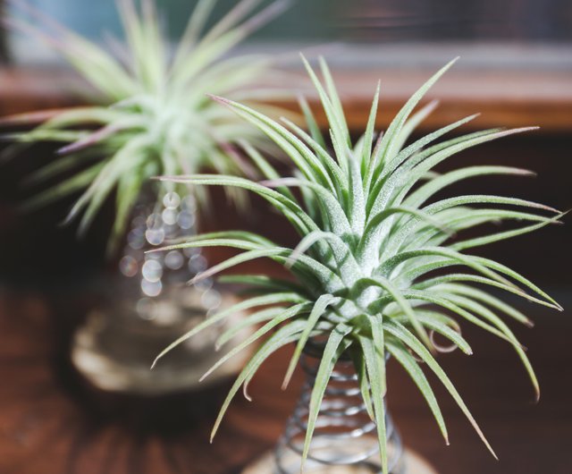 ハッピージャンプ エアパイナップル植物デコレーション マキコ ショップ Greenful Life 観葉植物 Pinkoi