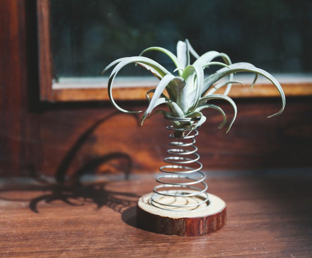 ジョイジャンプ エアパイナップル植物デコレーション ディグアン ショップ Greenful Life 観葉植物 Pinkoi