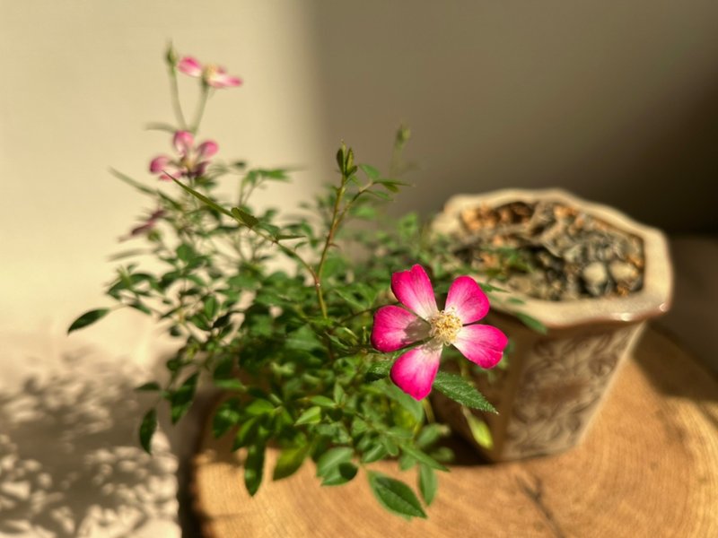 日本屋久島姬玫瑰 l 裸根系列 中品盆栽 室內植栽 禮物 - 盆栽/植栽 - 植物．花 