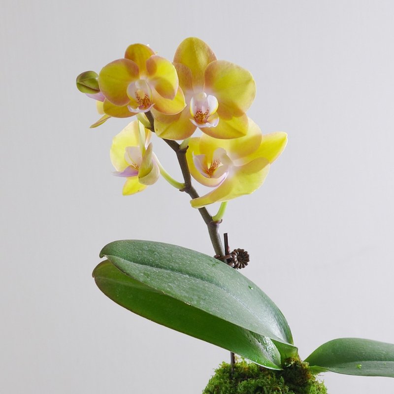 Flowers l Opening gifts l Home decorations l New home moving gifts l Phalaenopsis moss ball gift - Plants - Other Materials 