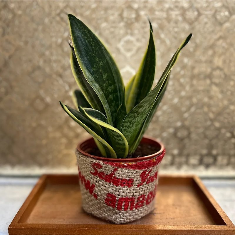 Linen succulent set (limited to three-inch pots) - Plants - Plants & Flowers 
