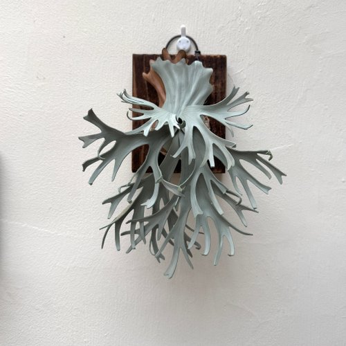 P.Gabriel pup 【手渡し限定特価】ビカクシダ ガブリエル P.Gabriel