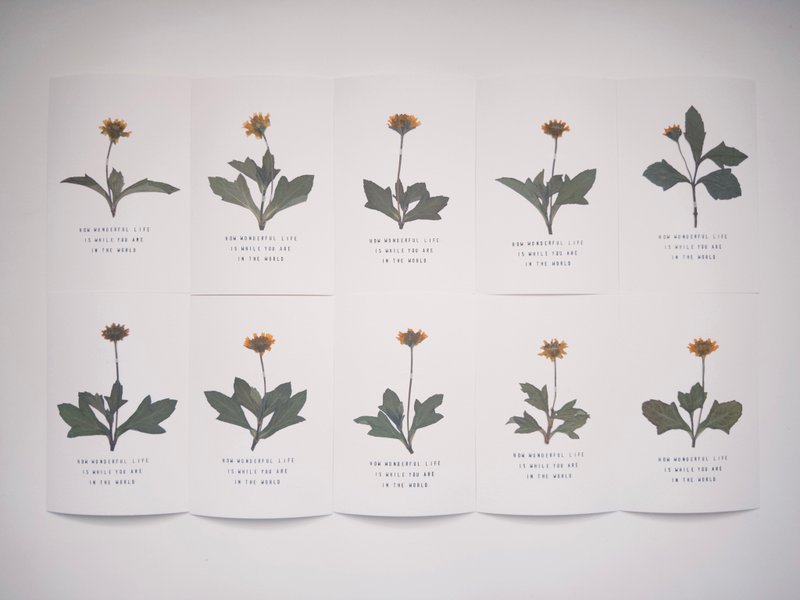 The Far Afield Hong Kong Wildflower Postcard - Wedelia - Cards & Postcards - Paper White