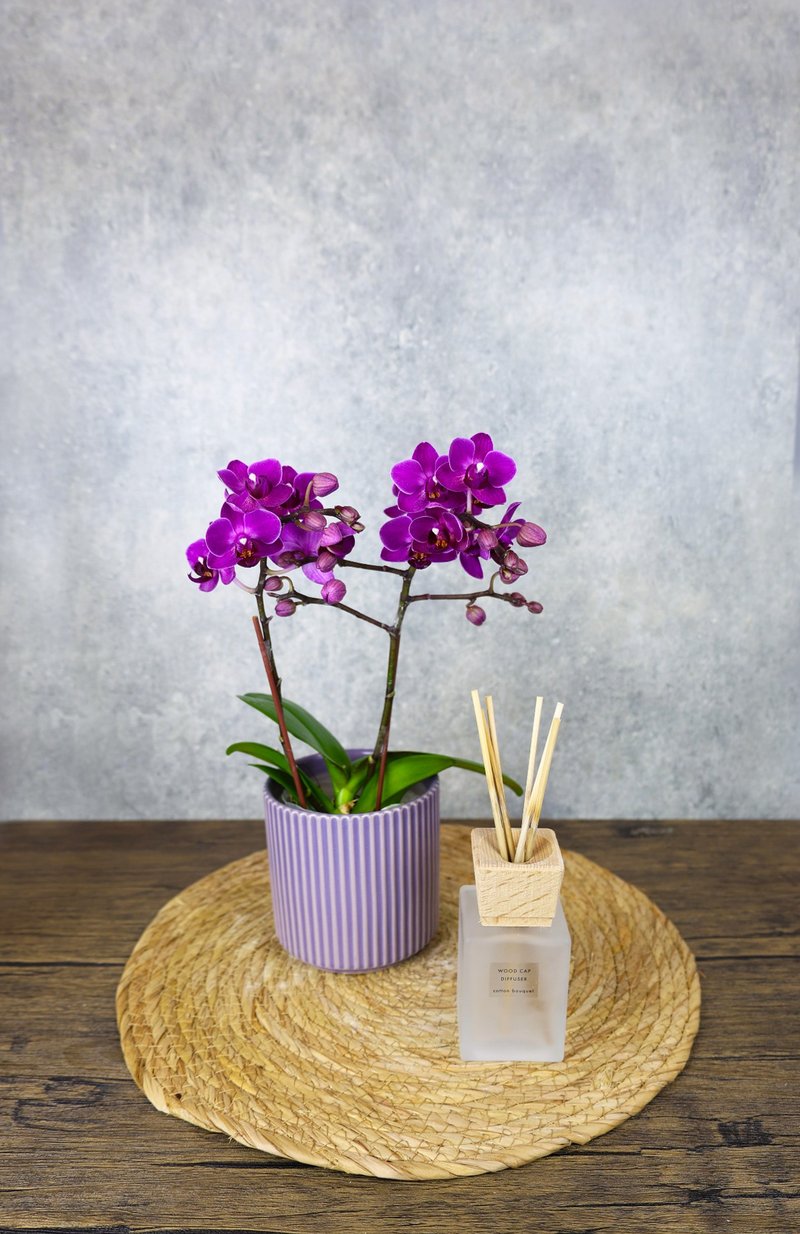 Phalaenopsis Potted Plant/Opening/Promotion/New Home Completion/Festival/Venue Decoration/Gift-Giving/Texture-Yunhua Purple - ตกแต่งต้นไม้ - พืช/ดอกไม้ สีม่วง