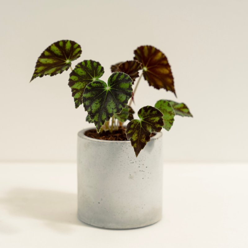 Tiger Begonia│Clay Work Series│Fortune Planted - Plants - Cement Multicolor