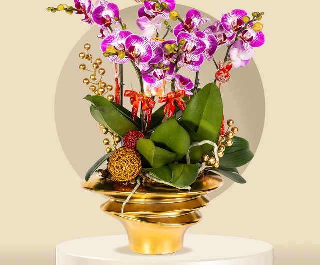 胡蝶蘭様 中輪胡蝶蘭 フギニア中輪 6本 (GF00067) - ショップ Grand