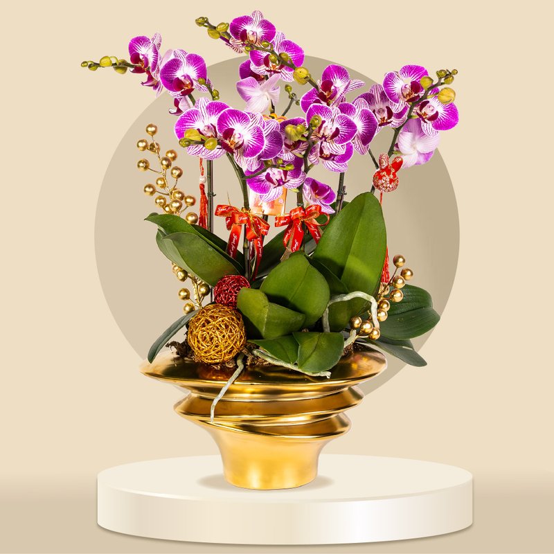 中花蝴蝶蘭富貴鳥中花6棵 (GF00067) 蘭花 新春蘭花 年花 自家蘭 - 植栽/盆栽 - 植物．花 