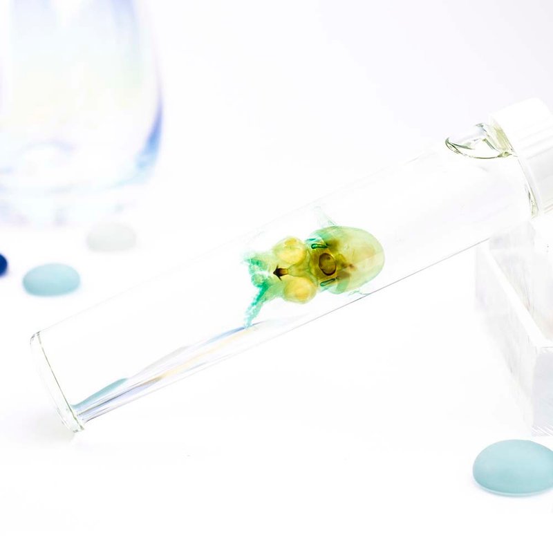 透明標本 耳烏賊 烏賊 標本 台灣海洋生物 - 擺飾/家飾品 - 玻璃 綠色