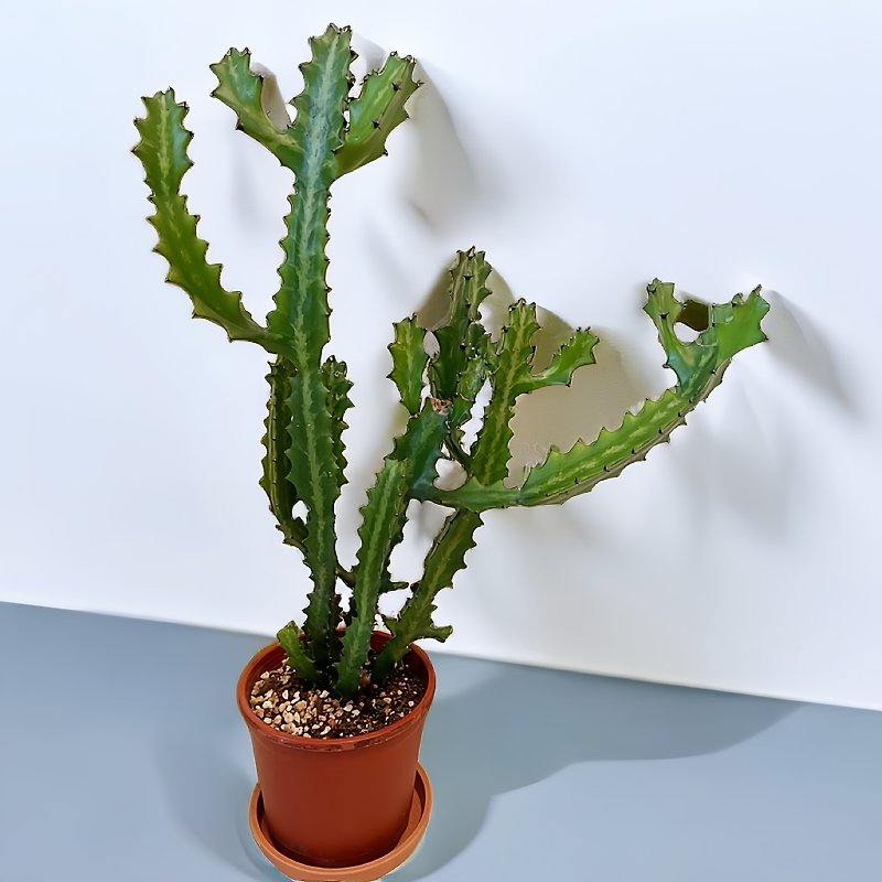 【Plant Room】Ruyi Cactus - Plants - Plants & Flowers Green