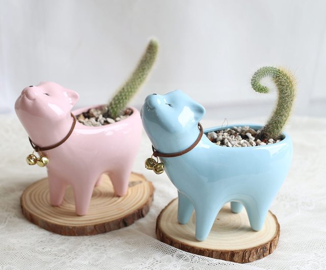 ピンクキャットテール Pd55 卒業式 オープニングフラワーセレモニー オープニングプラント オフィススモールシングス ショップ Plantplanet1314 観葉植物 Pinkoi