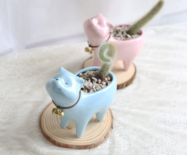 ピンクキャットテール Pd55 卒業式 オープニングフラワーセレモニー オープニングプラント オフィススモールシングス ショップ Plantplanet1314 観葉植物 Pinkoi