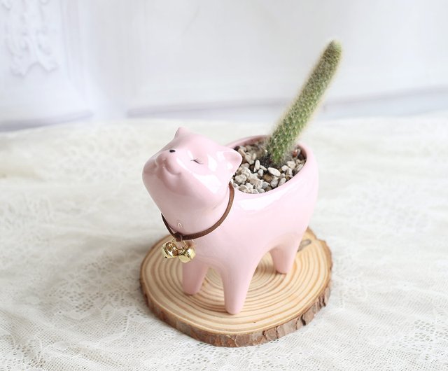 ピンクキャットテール Pd55 卒業式 オープニングフラワーセレモニー オープニングプラント オフィススモールシングス ショップ Plantplanet1314 観葉植物 Pinkoi