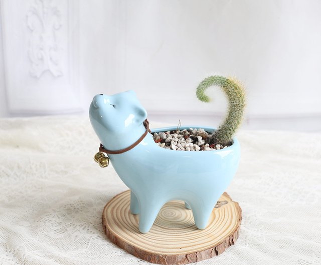 ピンクキャットテール Pd55 卒業式 オープニングフラワーセレモニー オープニングプラント オフィススモールシングス ショップ Plantplanet1314 観葉植物 Pinkoi