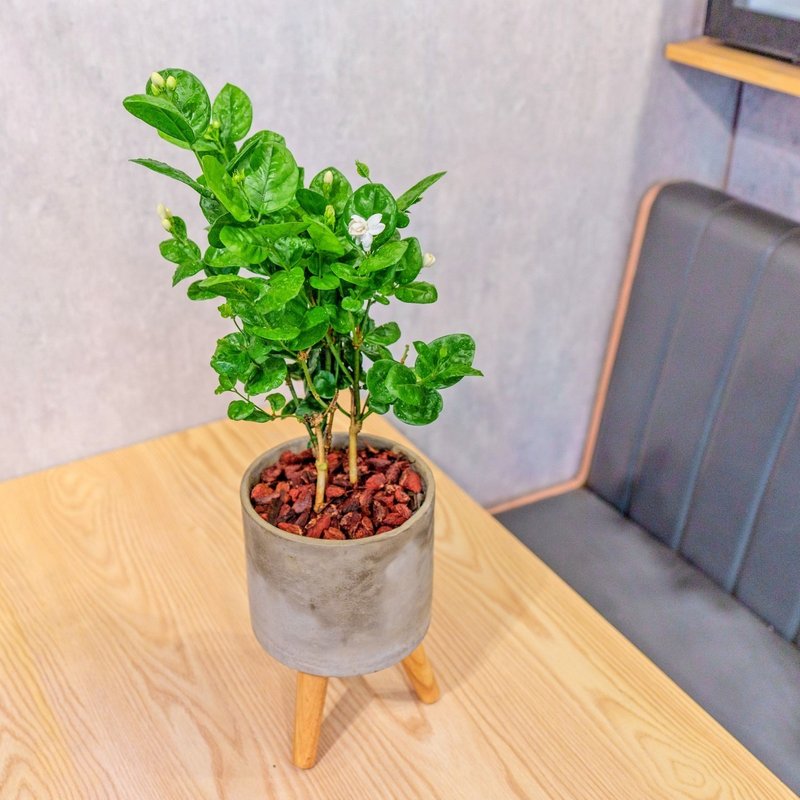 茉莉花 水泥盆栽 落地盆栽 小高木腳水泥盆栽 開幕送禮 喬遷禮物 - 盆栽/植栽 - 植物．花 