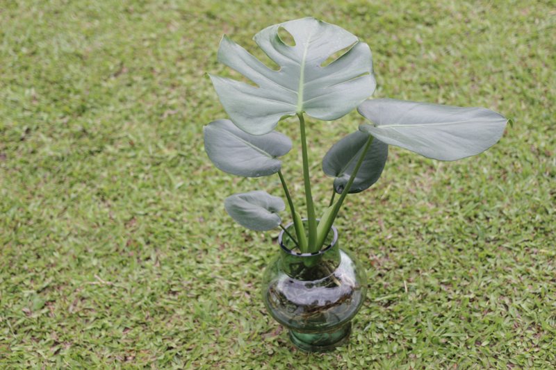 水培植栽│龜背芋_室內植物 辦公室盆栽 植栽 盆栽  水耕植物 - 盆栽/植栽 - 玻璃 