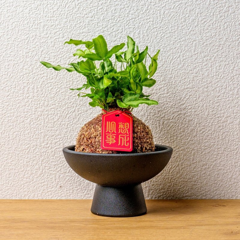 鳳尾蕨苔球 苔球植物 苔玉 室內植物 辦公室植物 交換禮物 - 盆栽/植栽 - 植物．花 綠色