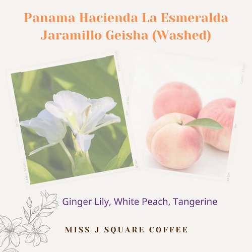 Miss J Square Coffee Panama Hacienda La Esmeralda Jaramillo Geisha (Green Label)