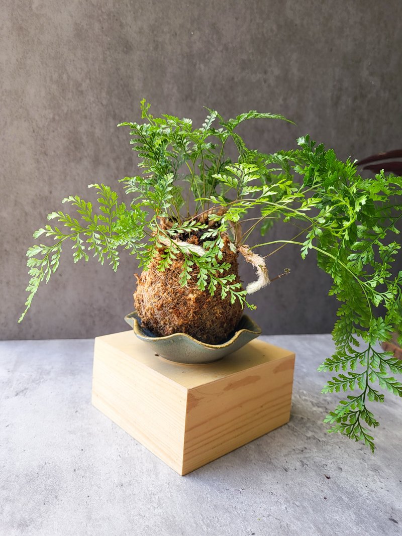 兔腳蕨苔球 - 盆栽/植栽 - 植物．花 金色