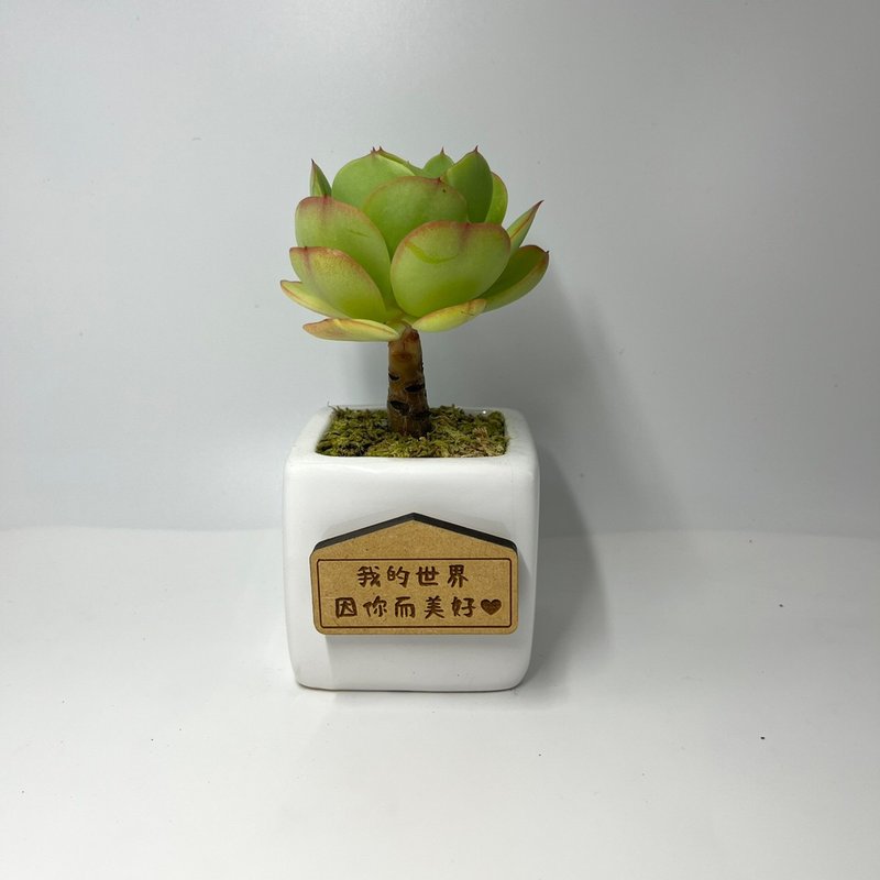 【多肉白色簡約瓷盆-不定期更新】(附吸磁字牌) - 盆栽/植栽 - 瓷 白色
