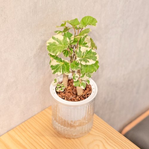 巧繪網植物館 白雪福祿桐 簡約風懶人盆器 花盆 透明自動吸水盆