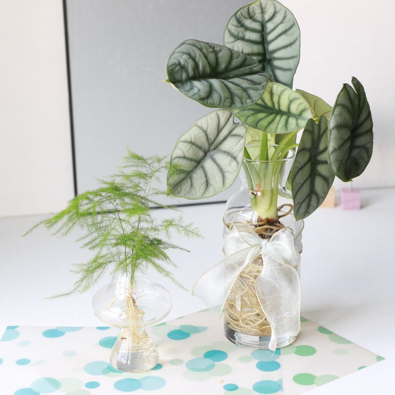 水培植栽│文竹 (新娘花)_室內植物 辦公室盆栽 店內擺設 送禮 - 植栽/盆栽 - 玻璃 