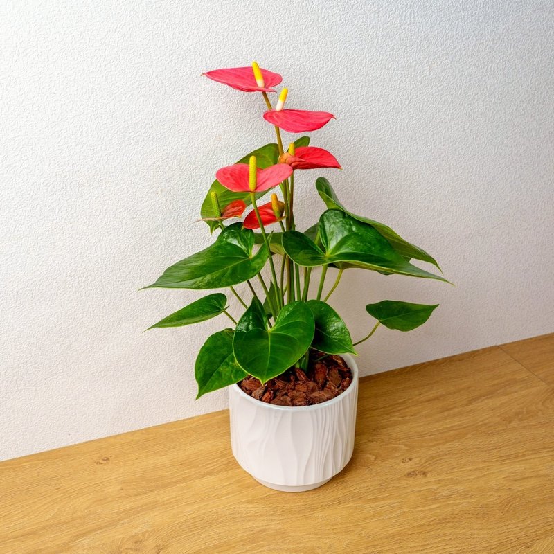 火鶴 流線白陶盆栽 開幕盆栽推薦 桌上盆栽 送禮 - 盆栽/植栽 - 植物．花 白色