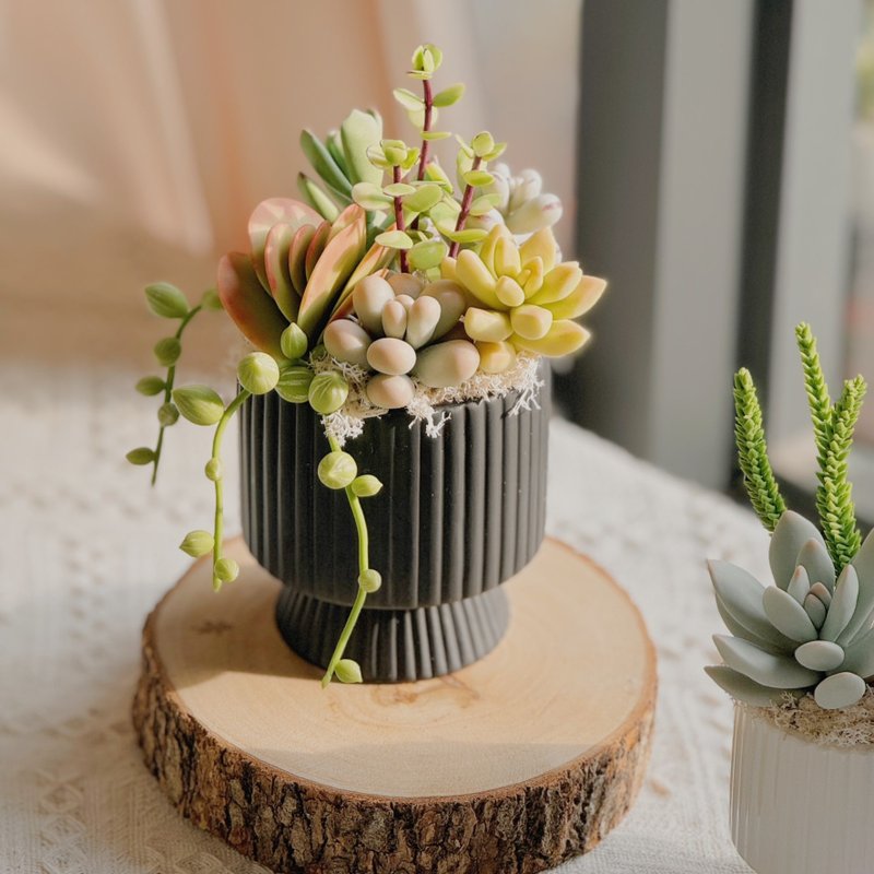 【客訂專屬賣場】富士山為你D-2 多肉花園-純黏土多肉 - 擺飾/家飾品 - 黏土 多色