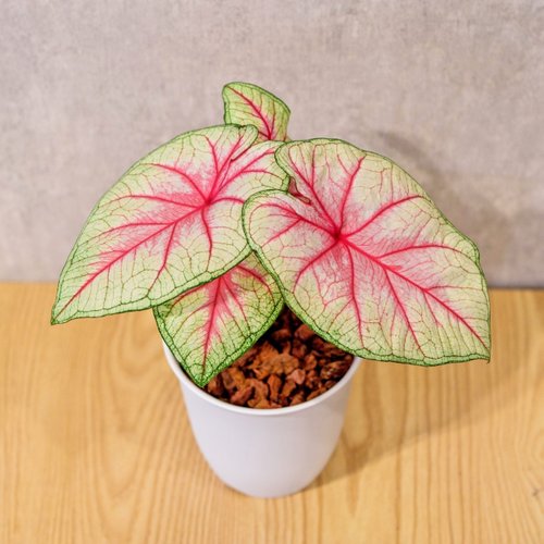 巧繪網植物館 白皇后 彩葉芋 日式塑陶盆 室內植物 觀葉植物 禮物 辦公室小物