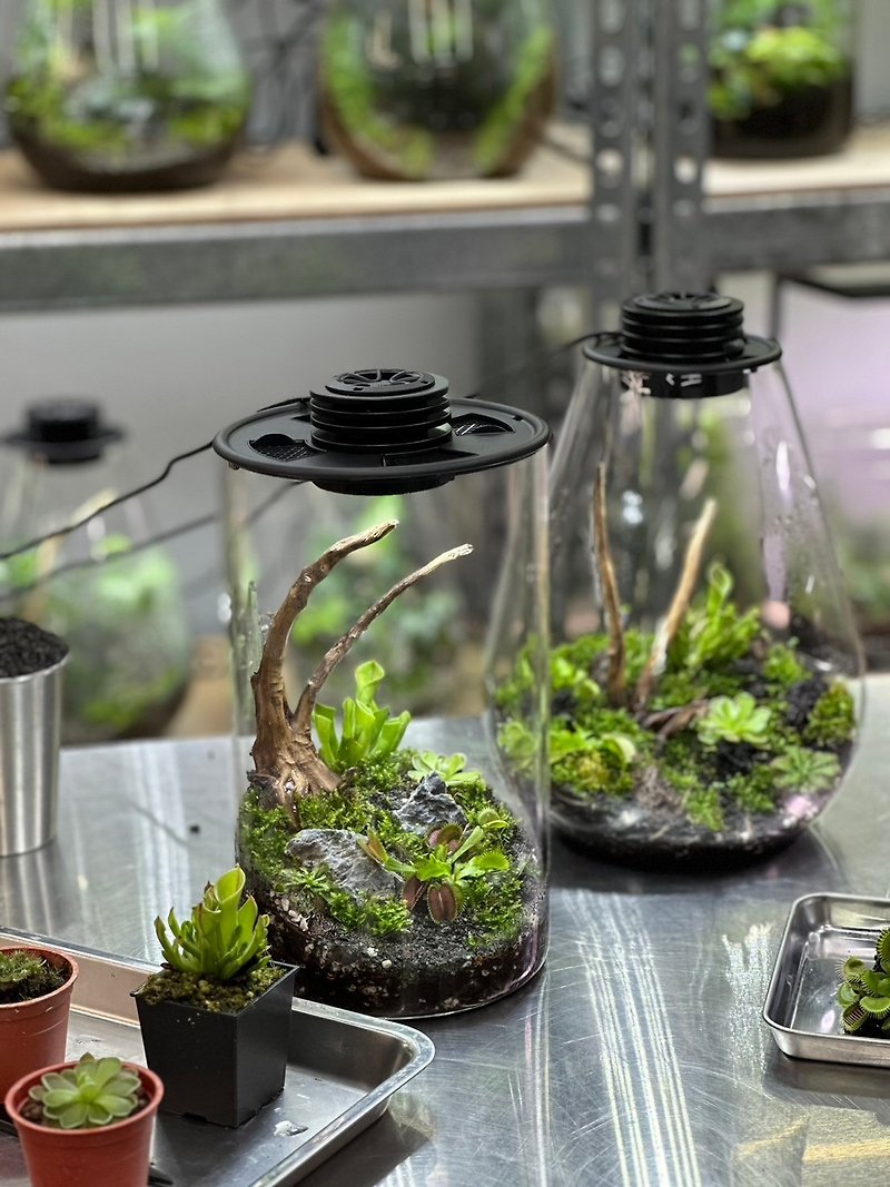 [カスタマイズ] Fernxing Technology エコロジーボトル昆虫食モデル - 観葉植物 - ガラス 