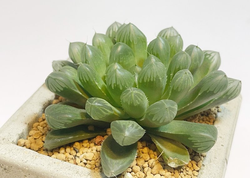 [Weeds are not wild-Limited time sale] Jade Dew / Large Square Basin - Plants - Plants & Flowers Green