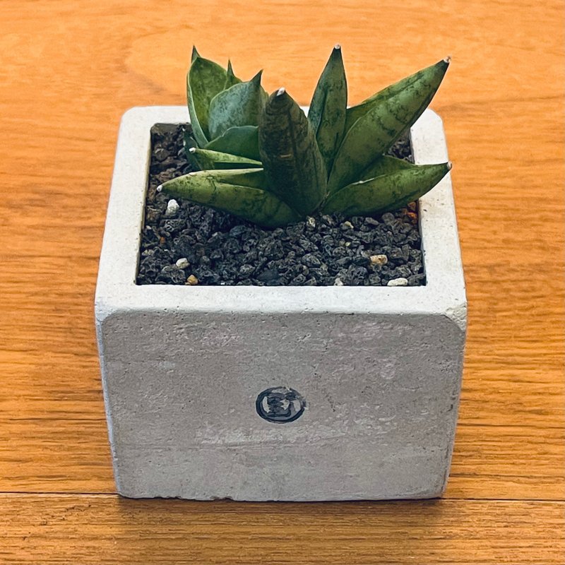 【野草不野-限時販售】姬佛手 / 大方盆 - 盆栽/植栽 - 植物．花 綠色