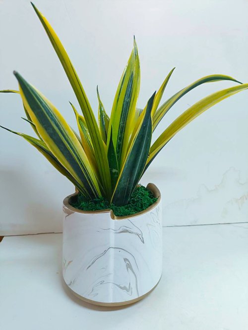 ORCHID CHEN 蘭沉空間 【絕美大理石】斑葉虎尾蘭特殊品種 送禮自用桌上型盆栽
