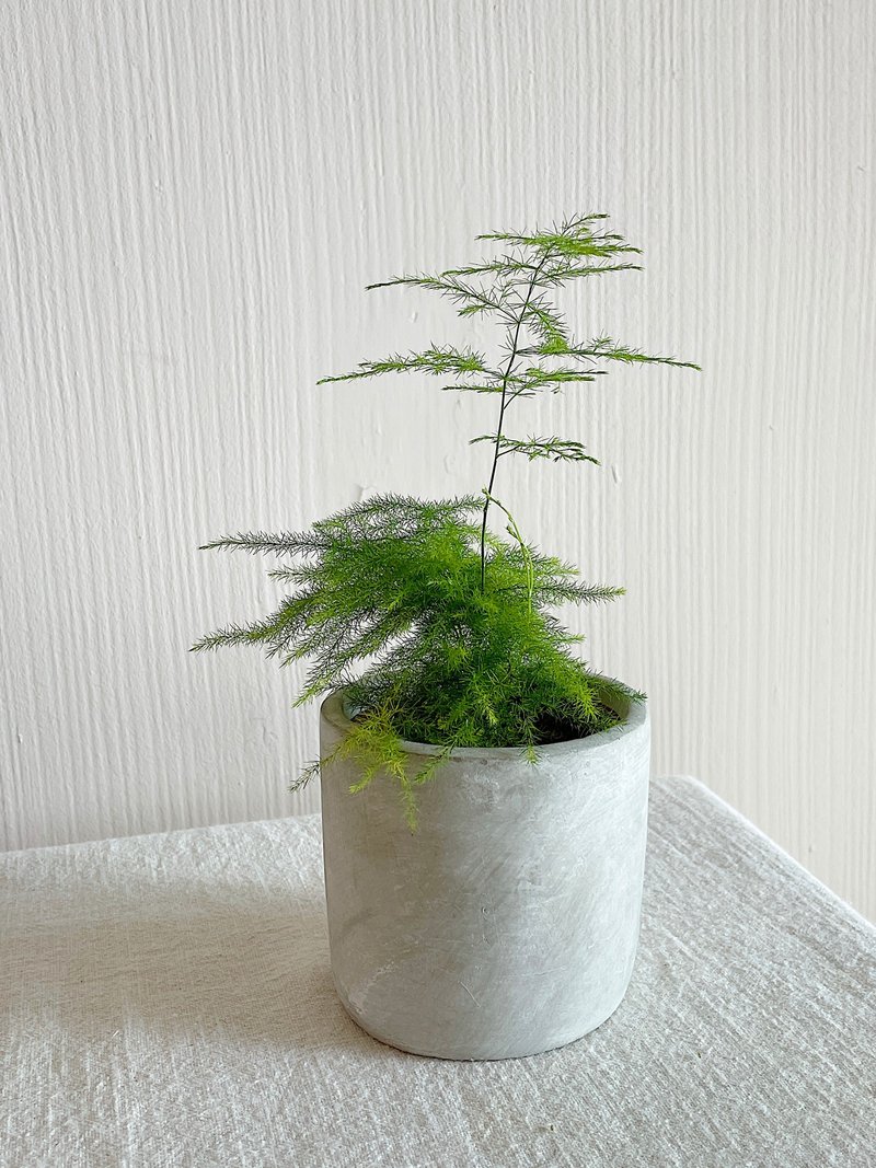 Asparagus potted plant - Plants - Plants & Flowers Green