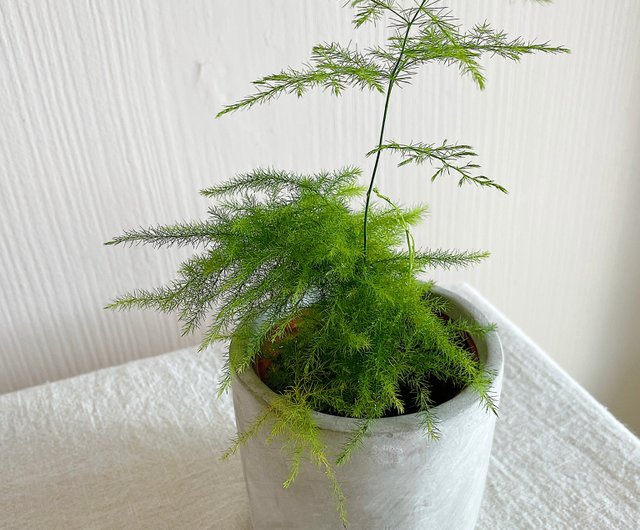 ホームオフィスでのアセンション竹鉢植え観葉植物屋内および屋外植栽 ショップ 玉屋 Tamaya Flowers Plants 観葉植物 Pinkoi