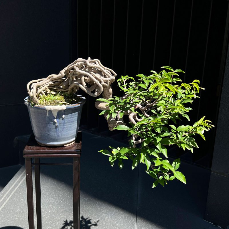 Perfume plum with exposed roots | medium-grade large cliff bonsai tree welcome exhibition grade - ตกแต่งต้นไม้ - ดินเผา 