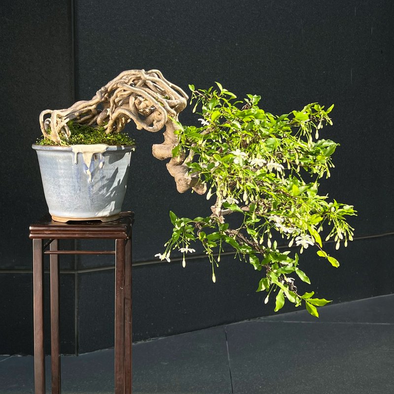 香水梅∣中品大懸崖盆景 迎賓展覽級 開花中 - 植栽/盆栽 - 陶 